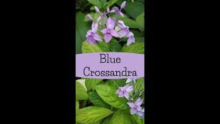 Crossandra | Blue Crossandra | Florida twilight #shorts #crossandra #short