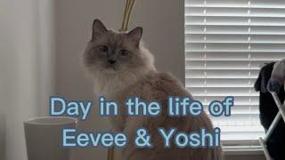 Day in the Life of Eevee and Yoshi (ep. 1)