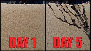 Sand ant farm V2.0 - ants digging tunnels time lapse 4k #greentimelapse #gtl #timelapse