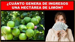 Cuánto es el ingreso por hectárea del limón persa?