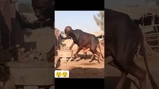 omg ye kya dekh liya  #funny #shorts