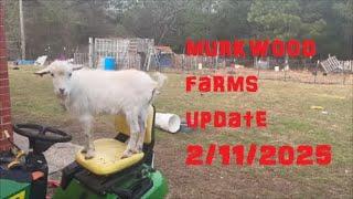 MURKWOOD FARM UPDATE 11FEB2025 I'M SAD THESE DAYS