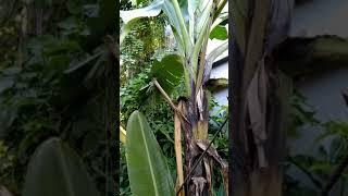 VIRAL,,,! POHON PISANG BERCABANG DUA dan mempunyai jantung pisang yang banyak,,!!!