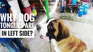 Sit Traning for Dogs | St Bernard