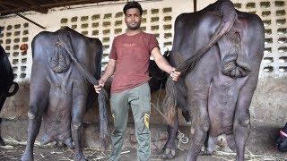 जानदार जाफराबादी भैंसो का जोड़ा I Heavy Jafarabadi Buffalo Pair from Kathiyawad Gujarat