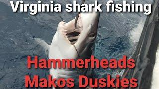 VIRGINIA BEACH SHARK FISHING!