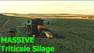 Cutting MASSIVE Silage Triticale with Triple Mowers