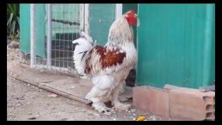 Brahma rooster crowing