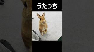うたっちロス #bunny #うさぎ #shortvideo