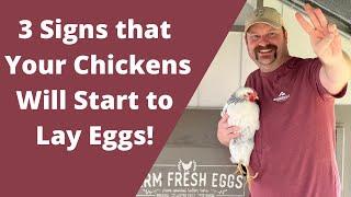 WHEN DO CHICKENS START TO LAY EGGS? | 3 Ways to Tell & How to Care for Them