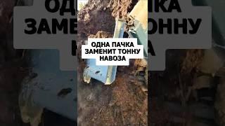 Одна пачка заменит тонну навоза. Перегной больше не использую #огород #дача #сад #урожай