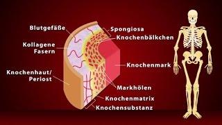 Knochen - Schulfilm Biologie