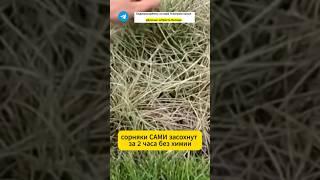 Сорняки засыхают за 2 часа без прополки и химии #дача #сад #огород
