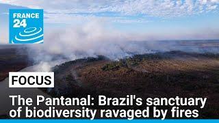 Brazil: The Pantanal, a sanctuary of biodiversity devastated by record fires • FRANCE 24 English