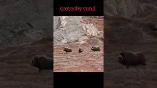 scoresby sund#animals #short #youtubeshorts #wildcircle10x