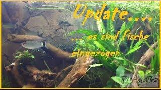 Update 160 Liter, es sind Fische eingezogen