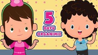 Let's Learn 5 Receptors | Educational and Funny Kids Songs | Tatlış Tavşan