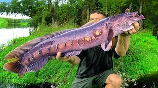 Topwater Fishing SNAKE HEAD in Florida