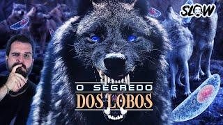 O SEGREDO dos LOBOS LÍDERES!!! | Canal do Slow 142