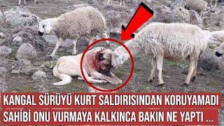 Kangal Köpeği Koyun Sürüsünü Kurttan Koruyamadı, Sonra Bakın Ne Oldu