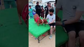 Qurbani 2022 || Eid Ul Adha || #shorts #sufirasheed