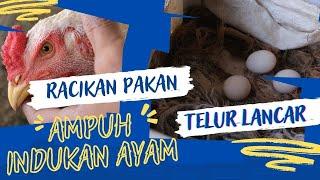 PAKAN INDUKAN AYAM BANGKOK MURAH BERKUALITAS | PETERNAK AYAM LAGA SKALA RUMAHAN  ,cara meracik pakan