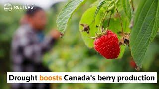 Drought, costs boost berry production in Canada