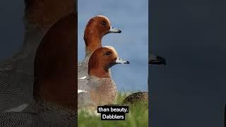 Quack Attack: The Social Lives of Dabbling Ducks