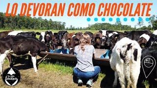 El SUPERALIMENTO que VACAS y terneros DEVORAN como chocolate