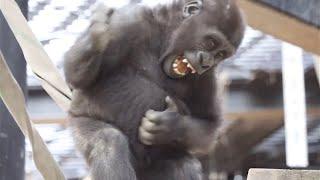 父をも恐れぬキンタロウ怒りの叫び3連発⭐️ゴリラ Gorilla【京都市動物園】Kintaro screamed angry at his family.