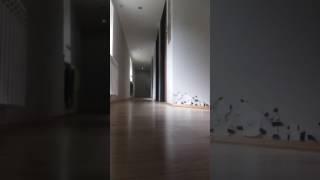 tomek doors chase