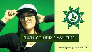 Como fazer Flush, Colheita e Manicure no Cultivo Indoor Green Power Grow Led