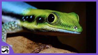 Madagascar Day Geckos - Triple B TV Ep.236