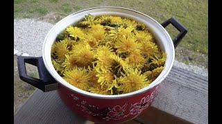 Dandelion honey. We do it ourselves. Benefit and harm.