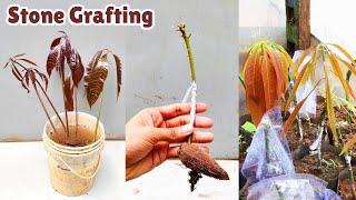 Stone grafting on mango tree | mango grafting easy technique | #stone_grafting
