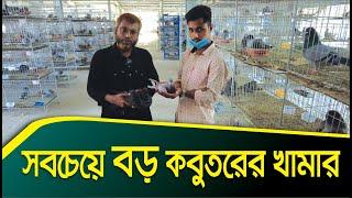 দেশের সবচেয়ে বড় কবুতর ফার্ম | Pigeon Farm in Bangladesh | Dhaka | Aminul Ahsan | Channel Krishi