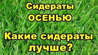 Сидераты ОСЕНЬЮ | Какие сидераты лучше?