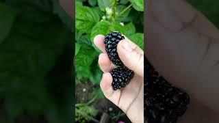 Ежевика Киова. Самая колючая!