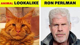 Animals You Won’t Believe Look Like Celebrities