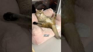 Why Cats HATE Your Toys! 🪀