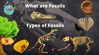 What is a Fossil | Types of Fossils | How are Fossils formed | Educational video for Kids