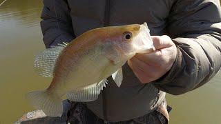 Livescope Crappie Fishing with Kris Mann