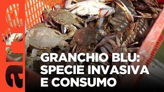 Granchio blu: la bestia (nera) dei pescatori italiani | ARTE.tv Documentari