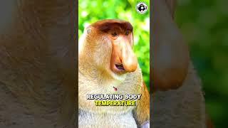 The Bizarre Lives of Proboscis Monkeys  - 45sec Animals #animalshorts