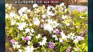 평촌더샵센트럴시티34평C타입구조-금강스마트부동산