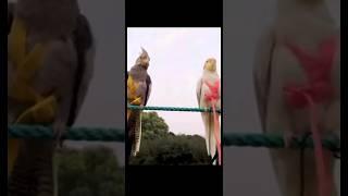 parrot champion#short#ytshorts  #nature parrot dnbhackney parrot tessela school parrot