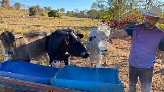 COMO FAZER PROTEINADO BARATO PARA O GADO - RAÇÃO PARA VACA  DE BAIXO CUSTO! EDMILSON ADORNO