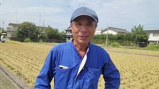 我が家の稲刈り　苦労したけど終わりました