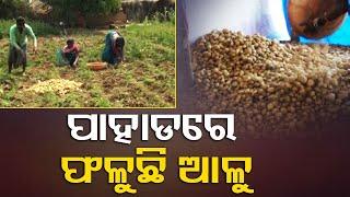 Hard-working farmers script success story with potato farming in Odisha's Sunabeda