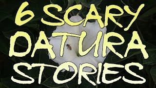 6 Scary Datura Stories